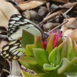 Belenois java (Caper White) at Murga, NSW - 16 Sep 2025 by Paul4K