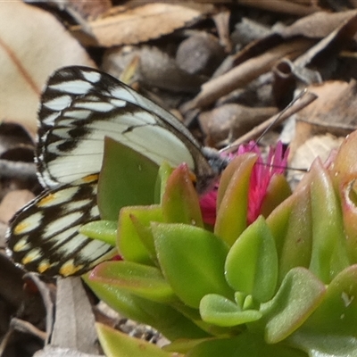 Belenois java (Caper White) at Murga, NSW - 16 Sep 2025 by Paul4K