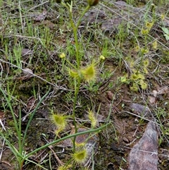 Drosera peltata by Paul4K