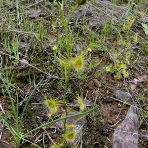 Drosera peltata by Paul4K