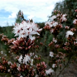 Calytrix tetragona by Paul4K