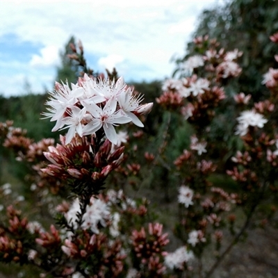 Calytrix tetragona at  - suppressed by Paul4K