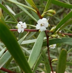 Myoporum montanum by Paul4K