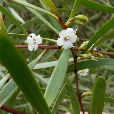 Myoporum montanum at  - suppressed by Paul4K