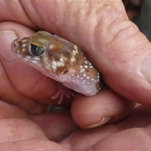 Underwoodisaurus milii (Barking Gecko, Thick-tailed Gecko) by Paul4K