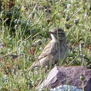 Anthus australis (Australian Pipit) at Murga, NSW - 17 Sep 2025 by Paul4K