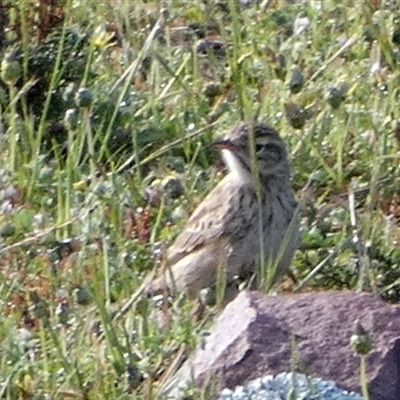 Anthus australis (Australian Pipit) at Murga, NSW - 17 Sep 2025 by Paul4K