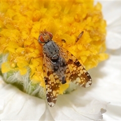 Austrotephritis poenia (Australian Fruit Fly) at Acton, ACT - 19 Sep 2025 by TimL
