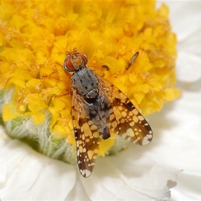 Austrotephritis poenia (Australian Fruit Fly) at Acton, ACT - 19 Sep 2025 by TimL