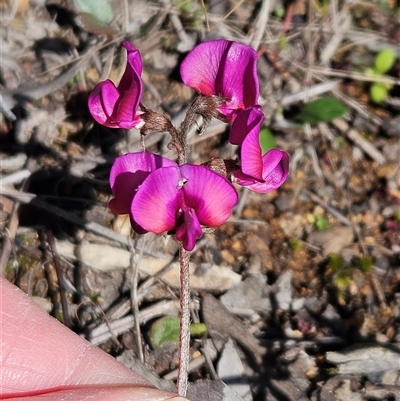 Swainsona sericea (Silky Swainson-Pea) at Hawker, ACT - 20 Sep 2025 by sangio7