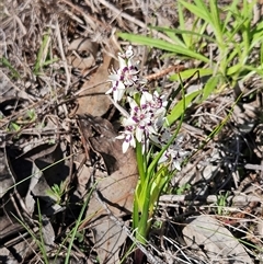 Wurmbea dioica subsp. dioica (Early Nancy) at Hawker, ACT - 20 Sep 2025 by sangio7