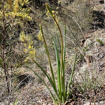 Bulbine glauca (Rock Lily) at Denman Prospect, ACT - 20 Sep 2025 by Jennybach