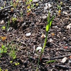 Wurmbea dioica subsp. dioica (Early Nancy) at Hawker, ACT - 20 Sep 2025 by sangio7
