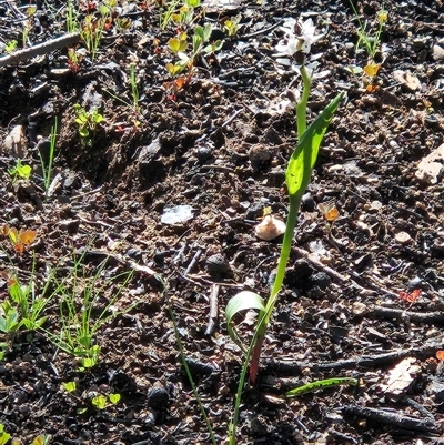 Wurmbea dioica subsp. dioica (Early Nancy) at Hawker, ACT - 20 Sep 2025 by sangio7