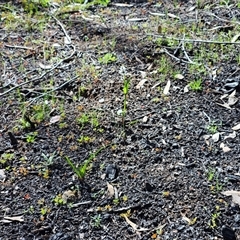 Wurmbea dioica subsp. dioica at Hawker, ACT - 20 Sep 2025 02:31 PM