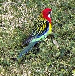 Platycercus eximius (Eastern Rosella) at Kotara South, NSW - 20 Sep 2025 by Philb