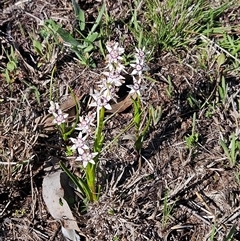 Wurmbea dioica subsp. dioica (Early Nancy) at Hawker, ACT - 20 Sep 2025 by sangio7
