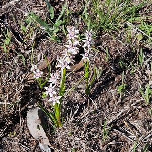Wurmbea dioica subsp. dioica at Hawker, ACT - 20 Sep 2025 02:42 PM