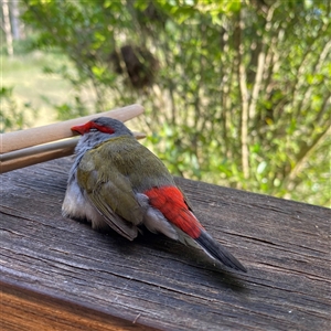 Neochmia temporalis (Red-browed Finch) at Pappinbarra, NSW - 16 Sep 2025 by Pippa
