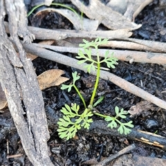 Daucus glochidiatus (Australian Carrot) at Hawker, ACT - 20 Sep 2025 by sangio7