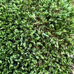 Unverified at suppressed - suppressed