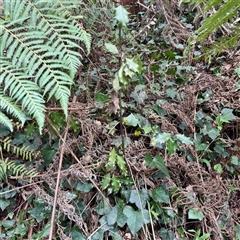 Ilex aquifolium at Mount Dandenong, VIC - 20 Sep 2025 by Hejor1