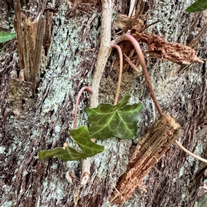 Hedera sp. at Mount Dandenong, VIC - 20 Sep 2025 by Hejor1