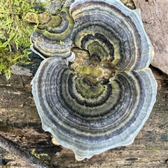 Trametes versicolor (Turkey Tail) at Mount Dandenong, VIC - 20 Sep 2025 by Hejor1
