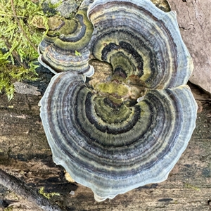 Trametes versicolor (Turkey Tail) at Mount Dandenong, VIC - 20 Sep 2025 by Hejor1