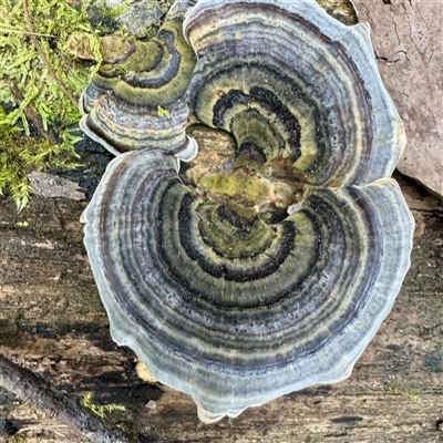 Trametes versicolor (Turkey Tail) at Mount Dandenong, VIC - 20 Sep 2025 by Hejor1