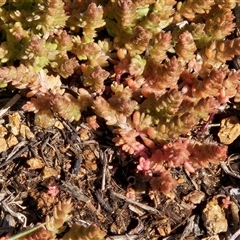 Crassula sieberiana (Austral Stonecrop) at Hawker, ACT - 20 Sep 2025 by sangio7