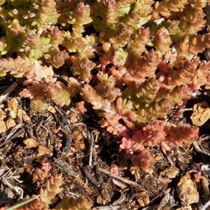 Crassula sieberiana (Austral Stonecrop) at Hawker, ACT - 20 Sep 2025 by sangio7