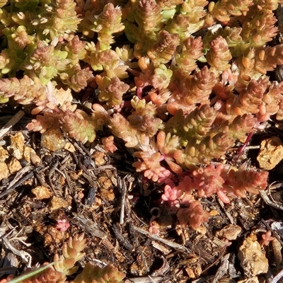 Crassula sieberiana (Austral Stonecrop) at Hawker, ACT - 20 Sep 2025 by sangio7