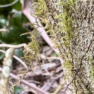 Thuidiopsis sparsa at Mount Dandenong, VIC - 20 Sep 2025 by Hejor1