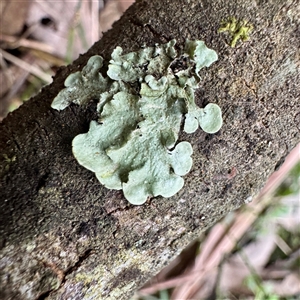 Flavoparmelia sp. at Mount Dandenong, VIC - 20 Sep 2025 by Hejor1