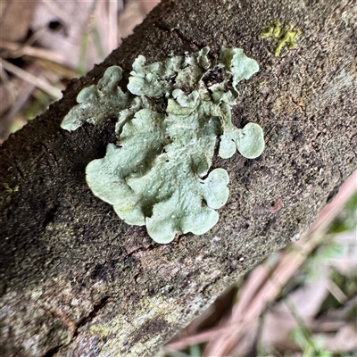Flavoparmelia sp. at Mount Dandenong, VIC - 20 Sep 2025 by Hejor1