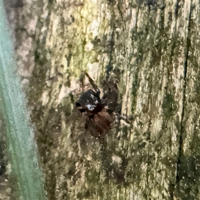 Salticidae (family) at Mount Dandenong, VIC - 20 Sep 2025 by Hejor1