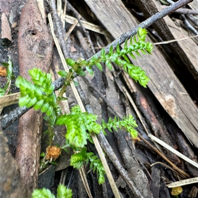 Asplenium flabellifolium at Mount Dandenong, VIC - 20 Sep 2025 by Hejor1