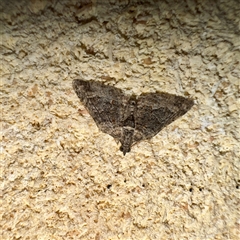 Phrissogonus laticostata (Apple Looper Moth) at Mount Dandenong, VIC - 20 Sep 2025 by Hejor1