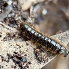 Ecnolagria sp. (genus) (A brown darkling beetle) at Fairfield, VIC - 20 Sep 2025 by Hejor1