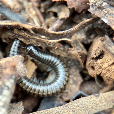 Ommatoiulus moreleti at Fairfield, VIC - 20 Sep 2025 by Hejor1