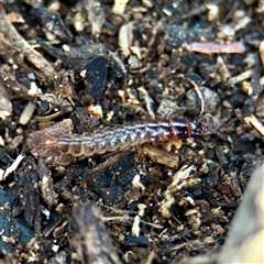 Neuroptera (order) (Unidentified lacewing) at Fairfield, VIC - 20 Sep 2025 by Hejor1