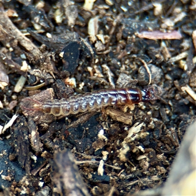 Neuroptera (order) (Unidentified lacewing) at Fairfield, VIC - 20 Sep 2025 by Hejor1