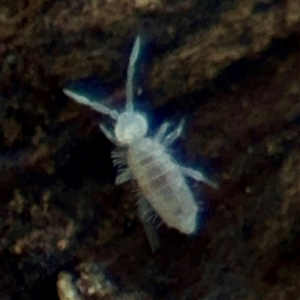 Entomobryomorpha (order) (Entomobryomorph springtail) at Fairfield, VIC - 20 Sep 2025 by Hejor1