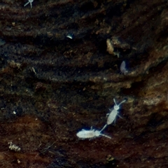 Entomobryomorpha (order) at Fairfield, VIC - 20 Sep 2025 12:41 PM
