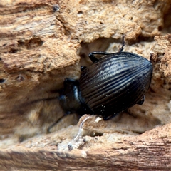 Adeliini sp. (tribe) at Fairfield, VIC - 20 Sep 2025 by Hejor1