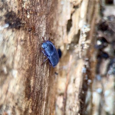 Pterohelaeus planus (Pie dish beetle) at Fairfield, VIC - 20 Sep 2025 by Hejor1