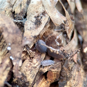 Porcellio scaber at Fairfield, VIC - 20 Sep 2025 by Hejor1