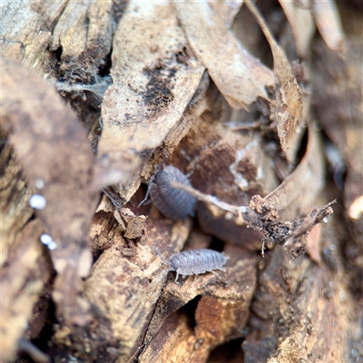 Porcellio scaber at Fairfield, VIC - 20 Sep 2025 by Hejor1