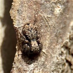 Servaea incana (Hoary Servaea) at Fairfield, VIC - 20 Sep 2025 by Hejor1
